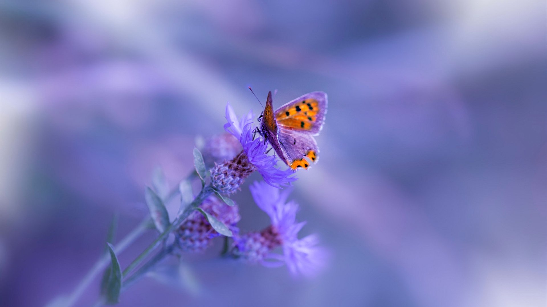 魔术师跨界时刻，当哈利伯顿用76人公式收割北京队，却在英超争冠舞台接管比赛