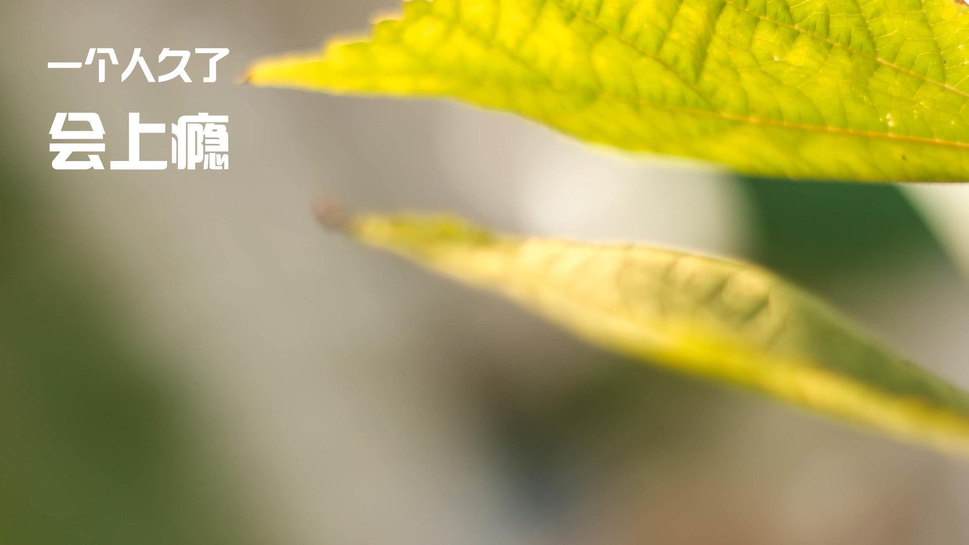 国王连胜被冰封纽约城,小贾伦·杰克逊用防守宣告巨星诞生