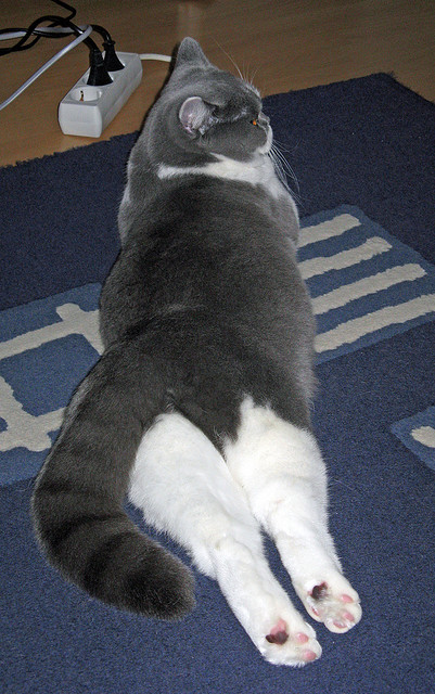 冰封迈阿密！莫兰特末节超神演绎，浇熄热火逆转烈焰