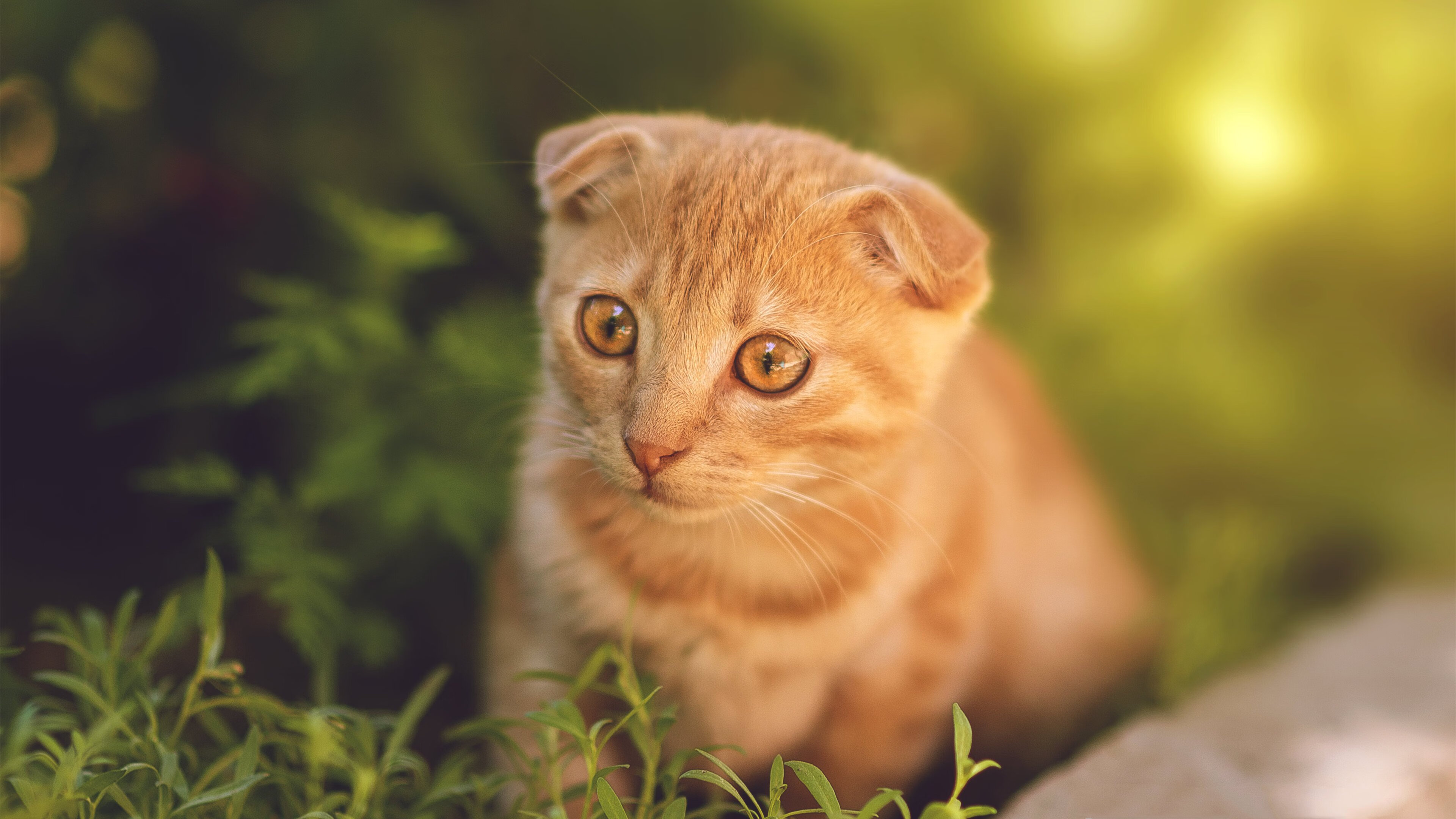 希腊神话再临，当厄德高在尤文图斯面前上演压制级表演