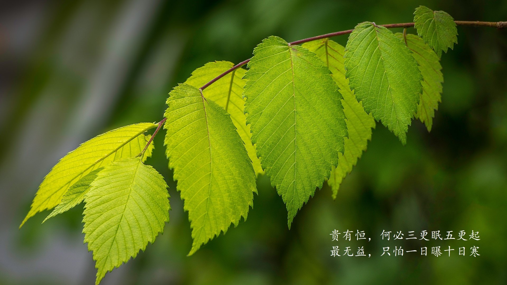 桑巴与探戈共舞,2026世界杯H组,梅西用默契神迹为巴西险胜保加利亚完成最后的拼图